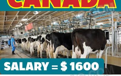 Dairy Farm Worker Demand in Canada